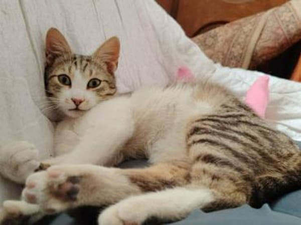 Peti, verspielter Schmusetiger, ca. 1 Jahr