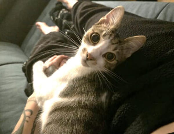 Peti, verspielter Schmusetiger, ca. 1 Jahr