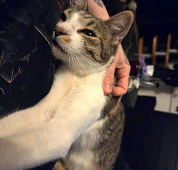 Peti, verspielter Schmusetiger, ca. 1 Jahr