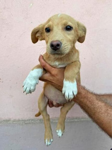 Max - neugierig und verspielt sucht er sein Happy End