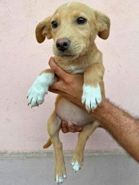 Max - neugierig und verspielt sucht er sein Happy End