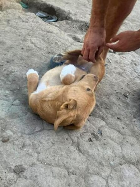 Max - neugierig und verspielt sucht er sein Happy End