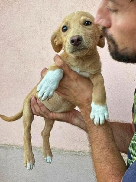 Max - neugierig und verspielt sucht er sein Happy End