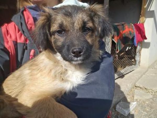 Junghündin Geta sucht ruhiges Zuhause