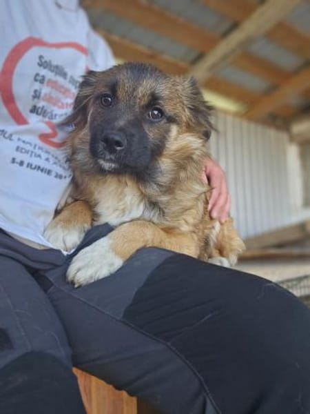 Junghündin Geta sucht ruhiges Zuhause