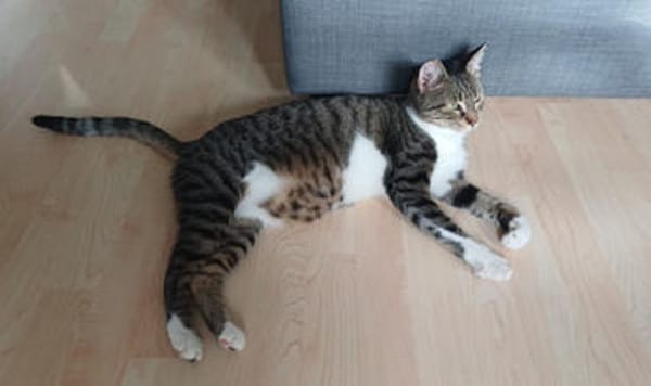 Freja, sanfte Entdeckerin, ca. 1 Jahr