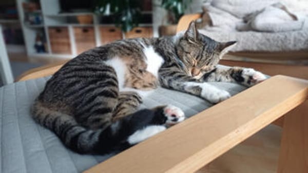 Freja, sanfte Entdeckerin, ca. 1 Jahr
