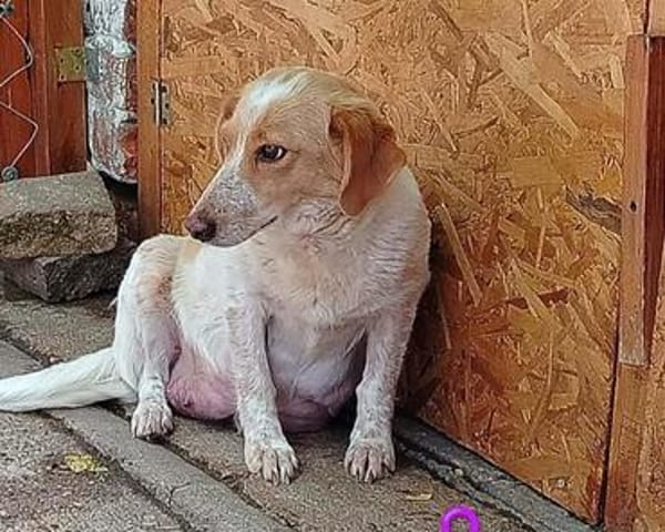 Einfühlsame Menschen für Lillyfee gesucht