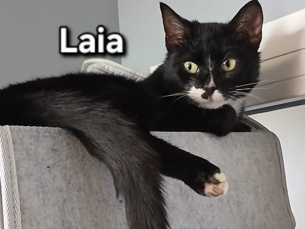 LAIA