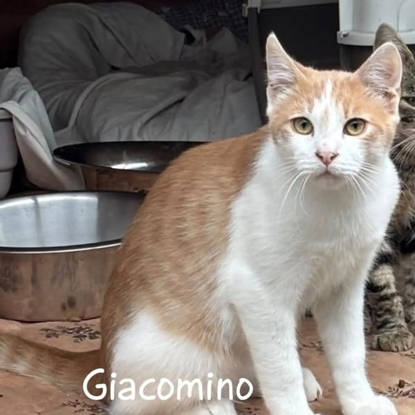 GIACOMINO E PAOLINO