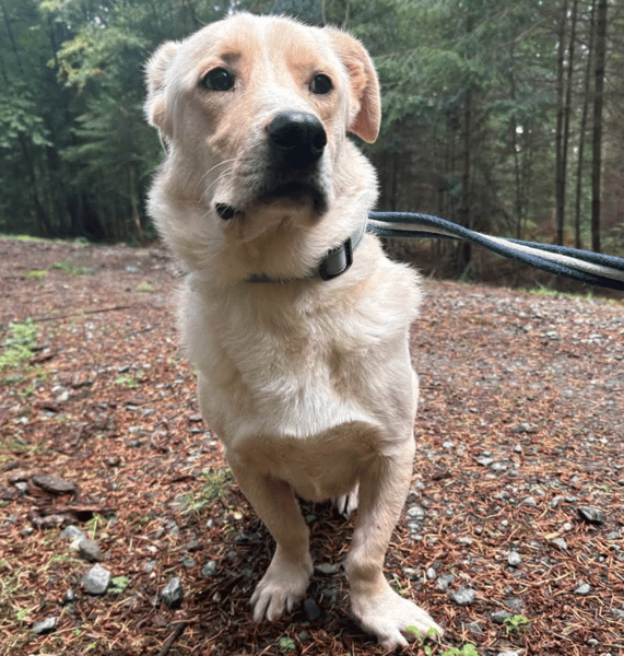 Harvey