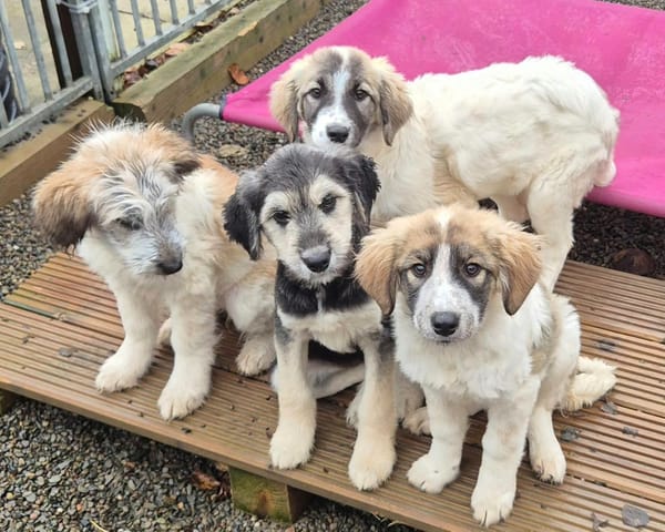 Lola, Lena, Luna and Lyra