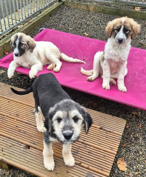 Lola, Lena, Luna and Lyra