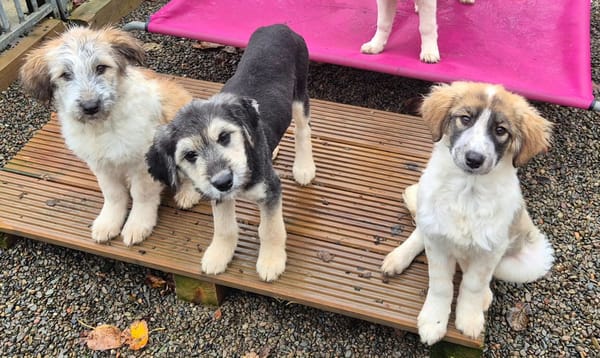 Lola, Lena, Luna and Lyra