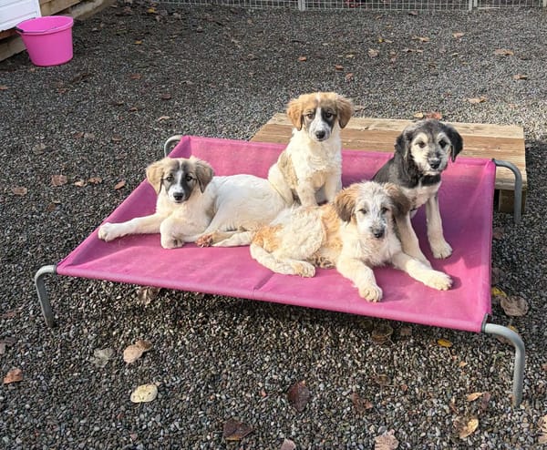 Lola, Lena, Luna and Lyra