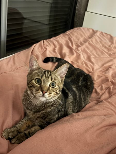 LILI