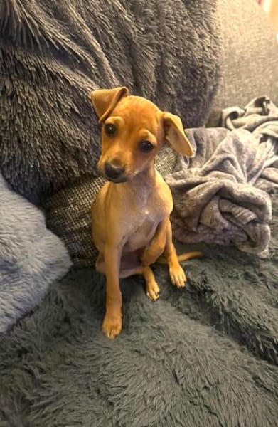 Miya ein kleines Rehpinscher Mix Mädchen