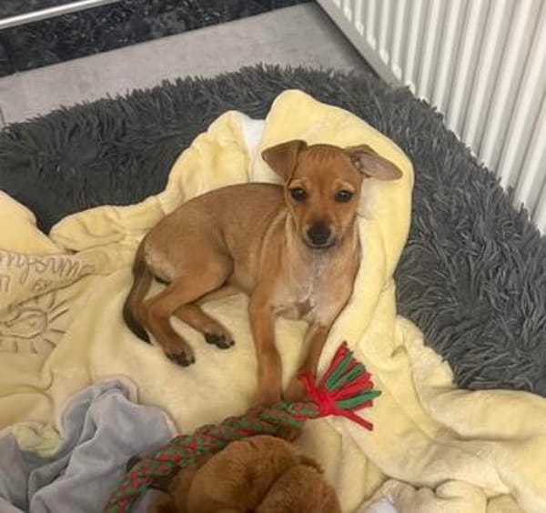 Miya ein kleines Rehpinscher Mix Mädchen