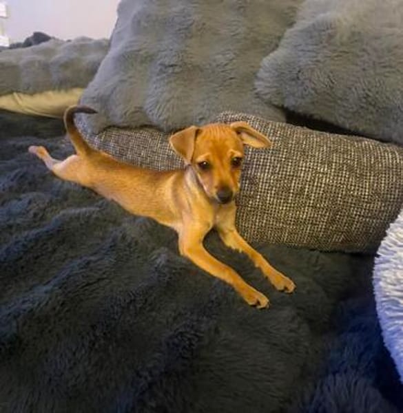 Miya ein kleines Rehpinscher Mix Mädchen