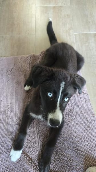 Hübscher Husky-Mix Emil sucht ein Zuhause