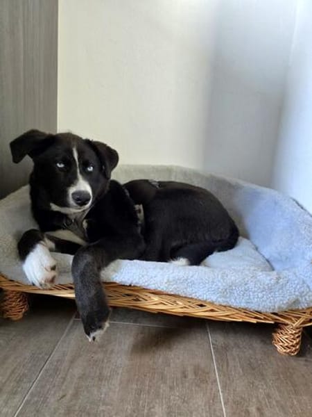 Hübscher Husky-Mix Emil sucht ein Zuhause