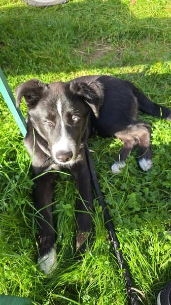 Hübscher Husky-Mix Emil sucht ein Zuhause