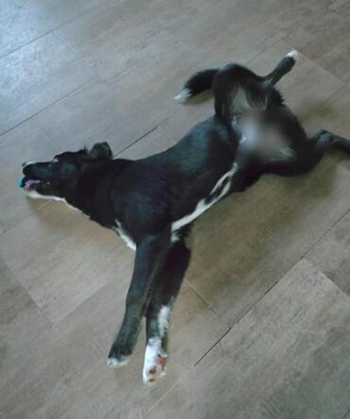 Hübscher Husky-Mix Emil sucht ein Zuhause