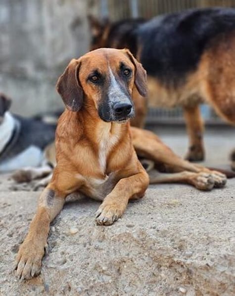 Sanfter Rüde ♥Amigo♥ erwartet dich schon in 74749 Rosenberg