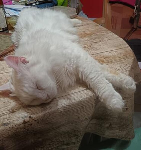 Gemeinsames Zuhause für LOUIS & LINO