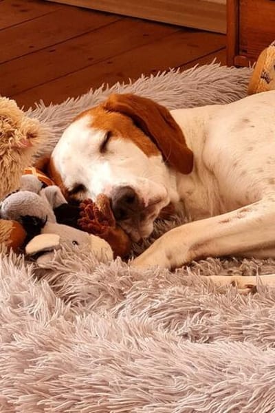 Bracken-Bub ♥ Tilly ♥ wartet bereits in 01640 Coswig ♥