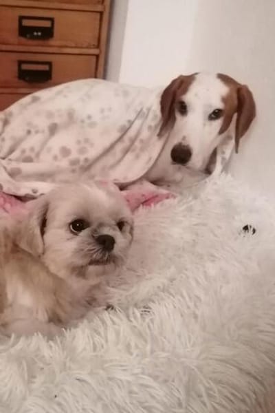 Bracken-Bub ♥ Tilly ♥ wartet bereits in 01640 Coswig ♥