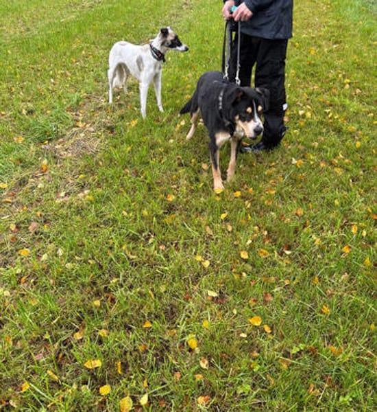 Klaus -Ein liebenswerter Kerl auf dem Weg ins Glück