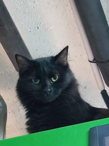 Flauschige Shadow sucht ruhiges Zuhause