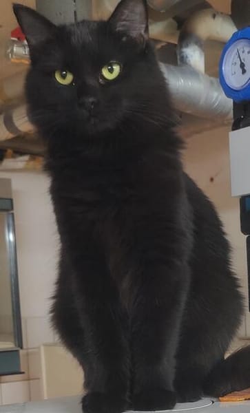 Flauschige Shadow sucht ruhiges Zuhause