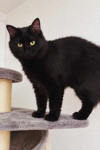 Flauschige Shadow sucht ruhiges Zuhause