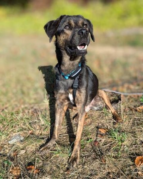 Zarte Seele Dora sucht
