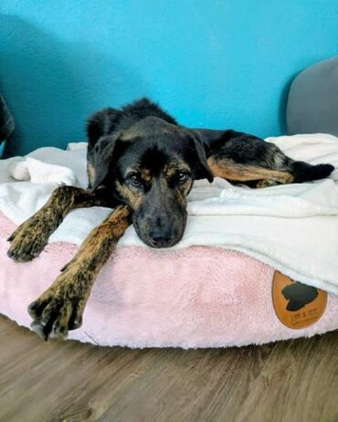 Zarte Seele Dora sucht