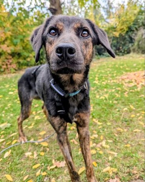 Zarte Seele Dora sucht