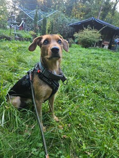 Laika  sensible Hundeseele sucht souveräne Menschen,