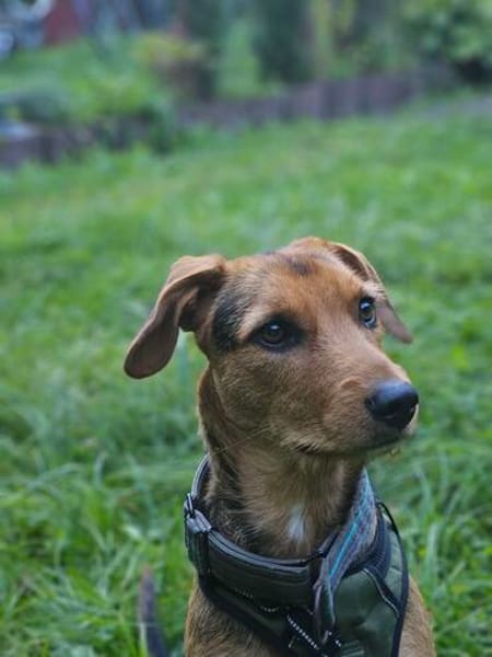 Laika  sensible Hundeseele sucht souveräne Menschen,