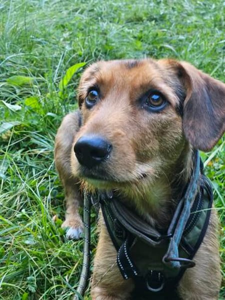 Laika  sensible Hundeseele sucht souveräne Menschen,