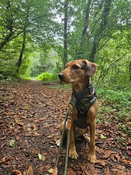 Laika  sensible Hundeseele sucht souveräne Menschen,