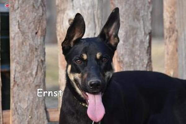ERNST