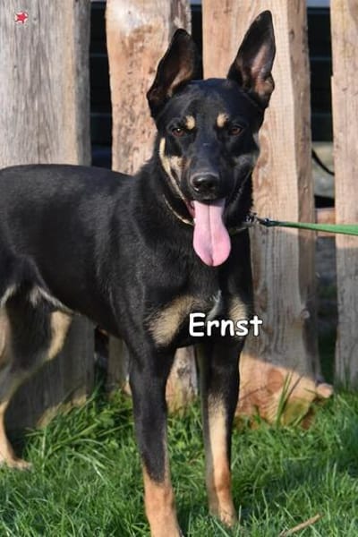 ERNST