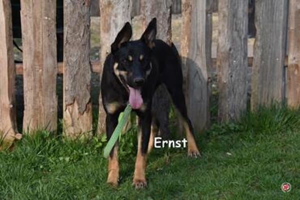 ERNST