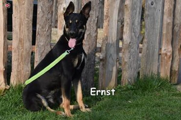 ERNST