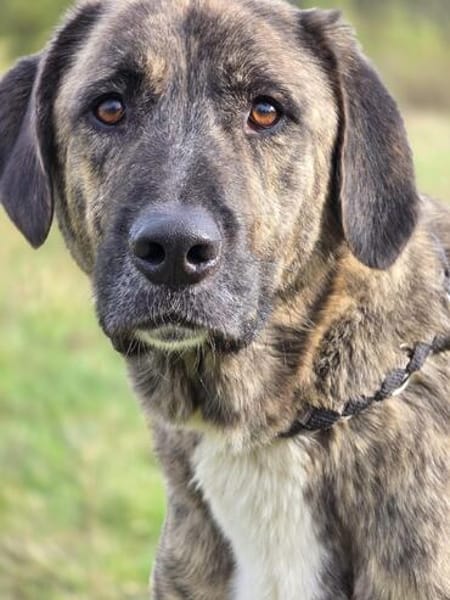 ❤ Korgi  ein ganz besonderer Herzenshund