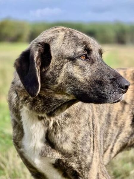 ❤ Korgi  ein ganz besonderer Herzenshund