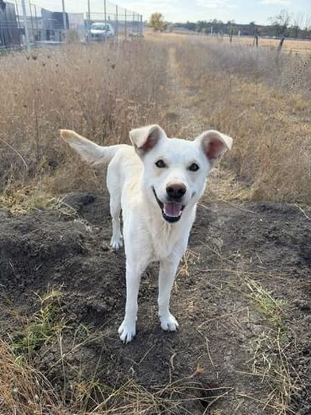 Karlo - Labbie-Mix sucht sein Zuhause