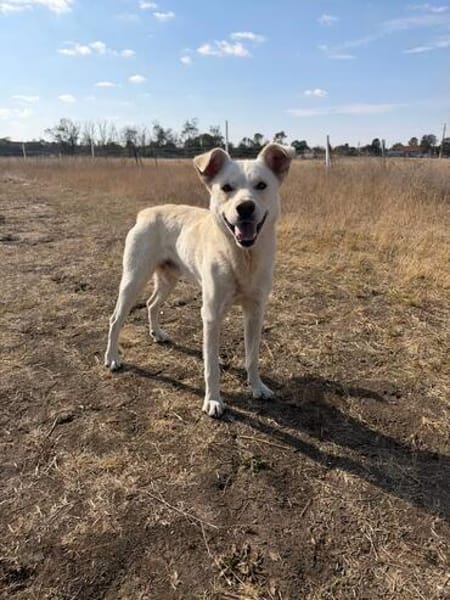 Karlo - Labbie-Mix sucht sein Zuhause